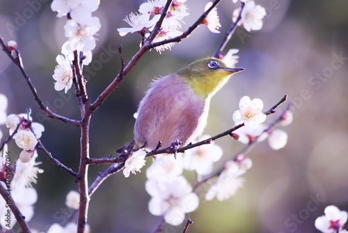 梅の枝に止まるメジロ