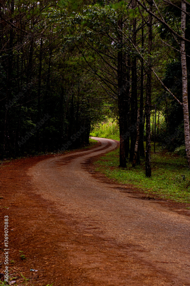 Obraz premium The winding road between rows of old pine trees, a quiet corner enhances the beauty of nature