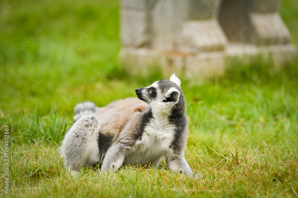Obraz premium Ring-tailed lemur (Lemur catta) sitting and walking on green grass in a natural outdoor enclosure. Curious primate with long striped tail showing typical behavior and posture.