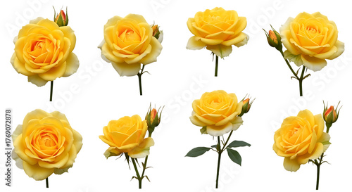 Illustration of collection of eight yellow roses isolated on transparent background