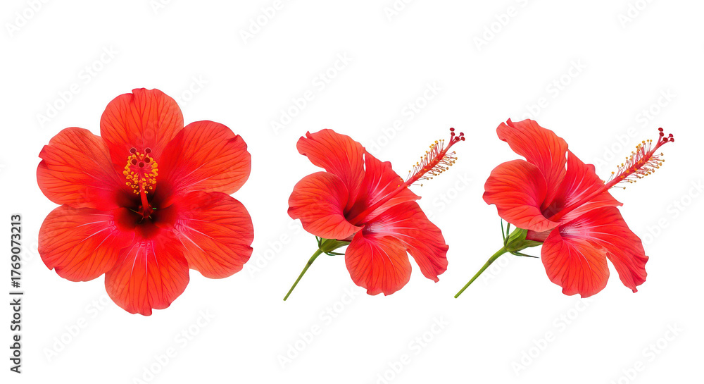 Obraz premium Vibrant Red Hibiscus Flowers Isolated On Black Background