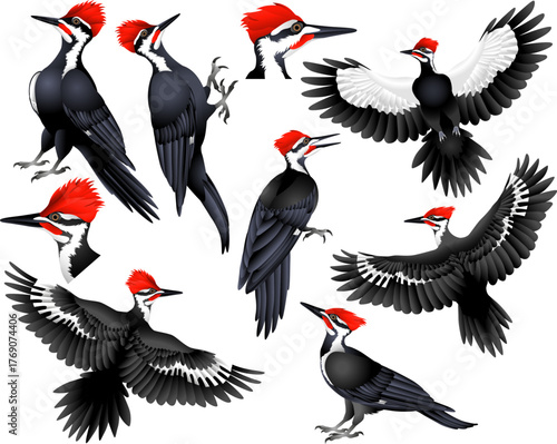 Collection of pileated woodpecker bird in colour image