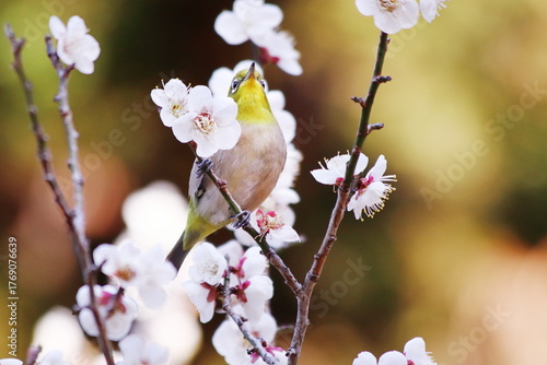 梅の枝に止まるメジロ