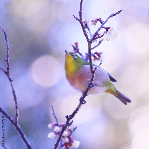 梅の枝に止まるメジロ