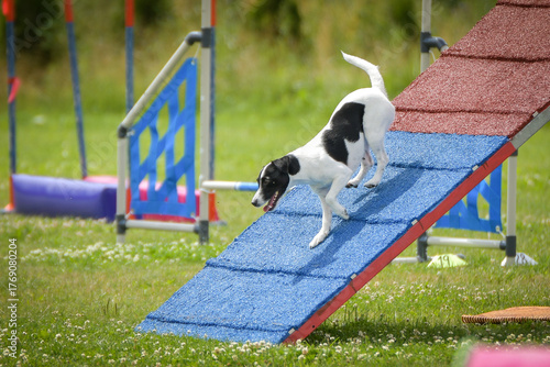 Dog, is running on agility A frame. Amazing evening, Hurdle having private agility training for a sports competition
