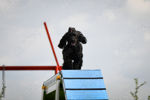 Dog is running on agility balance beam. She is so incredible dog on agility.	