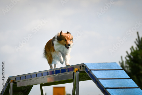 Dog is running on agility balance beam. She is so incredible dog on agility.	