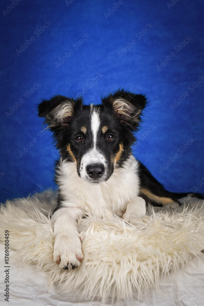 Fototapeta premium Cute Border Collie puppy lying on fluffy rug in studio. Adorable Border Collie puppy lying on a white fluffy rug against a blue studio background. The young dog looks directly at the camera.