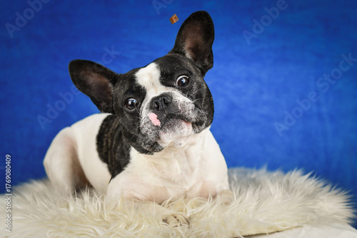French Bulldog lying on white fur rug in studio with blue background, focused on flying treat above its head.	
