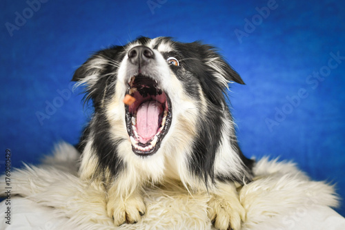 Border Collie lying on a rug, focused expression while watching and catching a treat.	