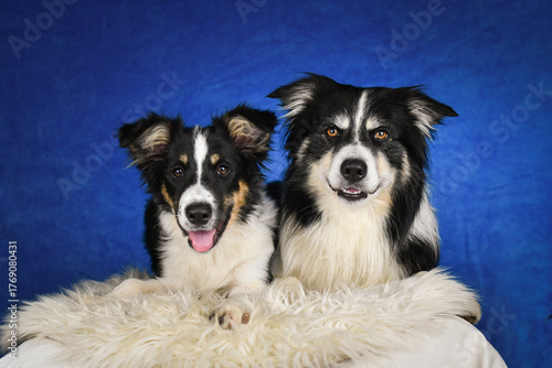 Two happy Border Collie dogs posing together in studio.Portrait of two cheerful Border Collie dogs lying side by side on a fluffy rug, looking at the camera with tongues out. Studio shot with blue