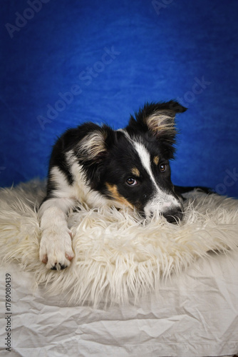 Cute Border Collie puppy lying on fluffy rug in studio. Adorable Border Collie puppy lying on a white fluffy rug against a blue studio background. The young dog looks directly at the camera.