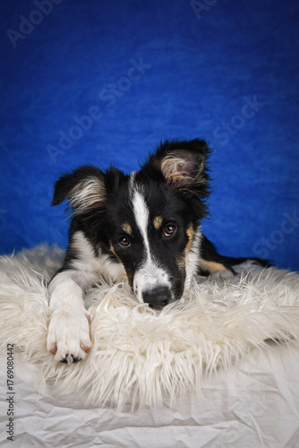 Cute Border Collie puppy lying on fluffy rug in studio. Adorable Border Collie puppy lying on a white fluffy rug against a blue studio background. The young dog looks directly at the camera.
