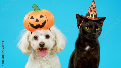 Cute white dog wearing a pumpkin hat and a black cat in a witch hat celebrate Halloween