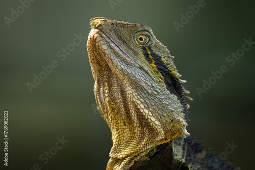 The Eastern Water Dragon or Intellagama lesueurii is a fascinating reptile native to eastern Australia.