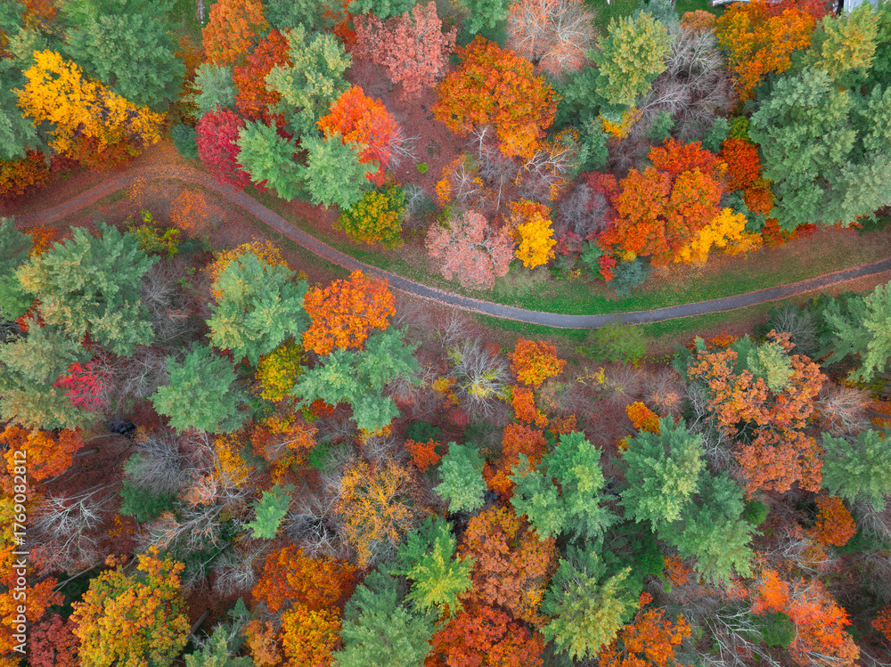 Fototapeta premium aerial view of autumn colorful forest and hiking trail
