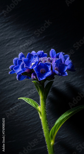 Vibrant blue flower with water droplets on a dark textured background bloom blossom