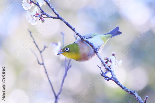 梅の枝に止まるメジロ