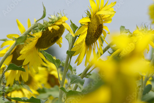 Closeup of a sunflower growing in a field of sunflowers during a nice sunny summer day, Sunflower natural background. flower blooming, Beautiful field of blooming sunflowers, Chakwal, Punjab, Pakistan