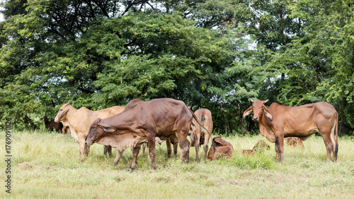 A large herd of brown cattle are standing on the ground grazing.