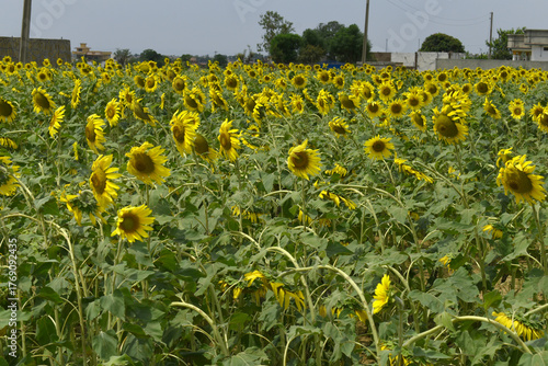 Closeup of a sunflower growing in a field of sunflowers during a nice sunny summer day, Sunflower natural background. flower blooming, Beautiful field of blooming sunflowers, Chakwal, Punjab, Pakistan