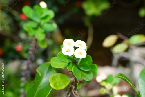 Euphorbia milii (Crown of Thorns) with Bright White Flowers in Bloom