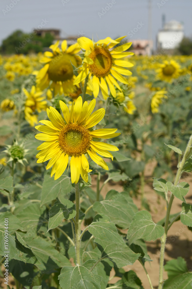 Fototapeta premium Closeup of a sunflower growing in a field of sunflowers during a nice sunny summer day, Sunflower natural background. flower blooming, Beautiful field of blooming sunflowers, Chakwal, Punjab, Pakistan