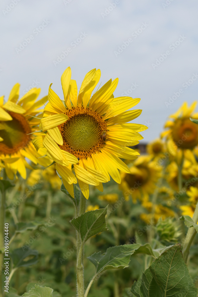 Fototapeta premium Closeup of a sunflower growing in a field of sunflowers during a nice sunny summer day, Sunflower natural background. flower blooming, Beautiful field of blooming sunflowers, Chakwal, Punjab, Pakistan