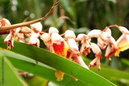 Shell Ginger Flower (Alpinia zerumbet) in Bloom – Tropical Exotic Blossom