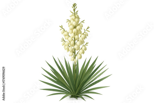 Yucca plant with tall flowering stalk and white bell-shaped blooms, providing natural garden beauty with transparent background