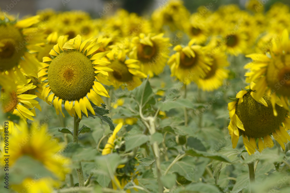 Fototapeta premium Closeup of a sunflower growing in a field of sunflowers during a nice sunny summer day, Sunflower natural background. flower blooming, Beautiful field of blooming sunflowers, Chakwal, Punjab, Pakistan