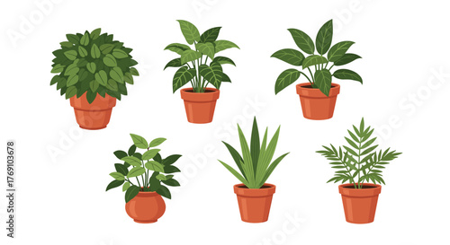 Collection of six diverse potted green houseplants in terracotta pots on a white background.