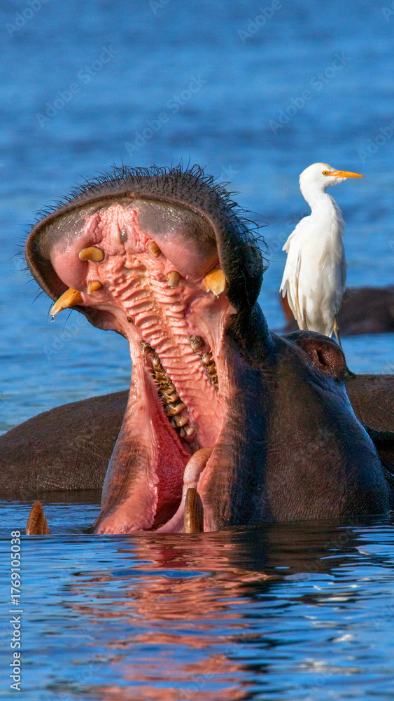 Fototapeta premium ferocious wild hippopotamus open its mouth wide in water with calm stork standing on its back