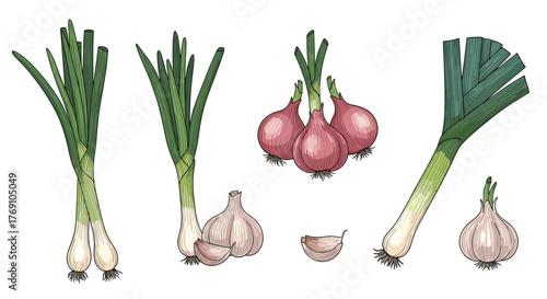 A collection of fresh green onions, red onions, garlic bulbs, and leeks arranged against a white background.