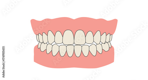 Flat style full set of human teeth with gums illustration for dental health education