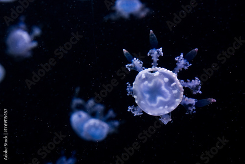 Photography Marbled Jellyfish, aquatic animals in the sea