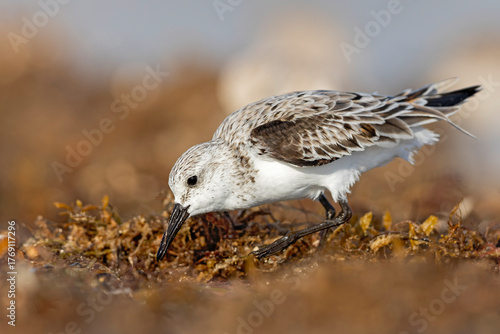 Fotografía A sanderling (Calidris alba) foraging on the beach.
