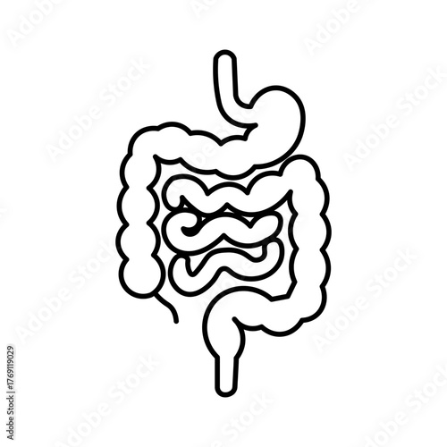 an outline of a human stomach