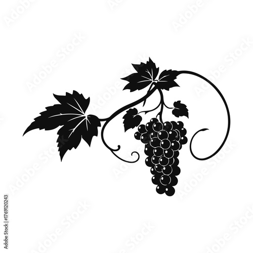 Grapes bunch illustration, vineyard fruit drawing, wine grapes art, grapevine leaves sketch, vintage grape cluster for design and decoration