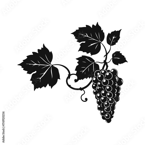 Grapes bunch illustration, vineyard fruit drawing, wine grapes art, grapevine leaves sketch, vintage grape cluster for design and decoration