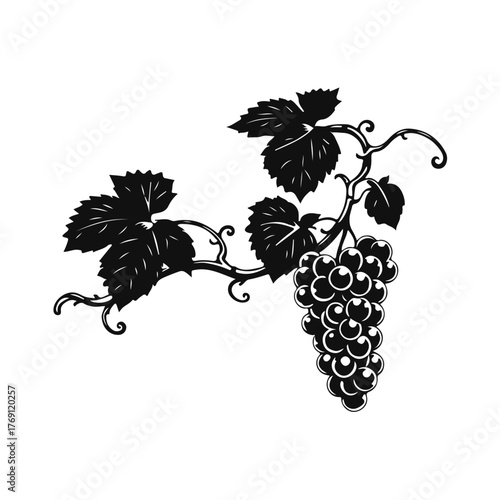 Grapes bunch illustration, vineyard fruit drawing, wine grapes art, grapevine leaves sketch, vintage grape cluster for design and decoration