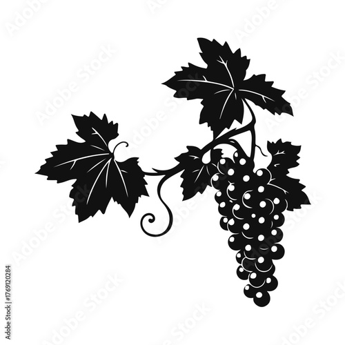 Grapes bunch illustration, vineyard fruit drawing, wine grapes art, grapevine leaves sketch, vintage grape cluster for design and decoration