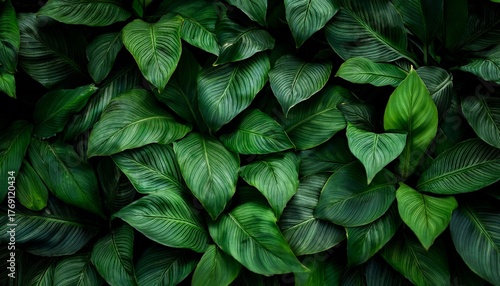 Dark Green Leaf Texture Natural Green Leaves Using As Nature Background Black Wallpaper Or Tropical Leaf Cover Page