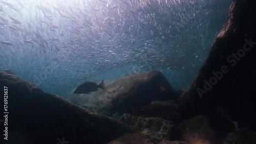 A massive school of sardines glistening under the sunlight, moving together in perfect harmony like waves beneath the ocean surface, cinematic slow motion high resolution