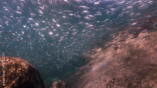 A massive school of sardines glistening under the sunlight, moving together in perfect harmony like waves beneath the ocean surface, cinematic slow motion high resolution