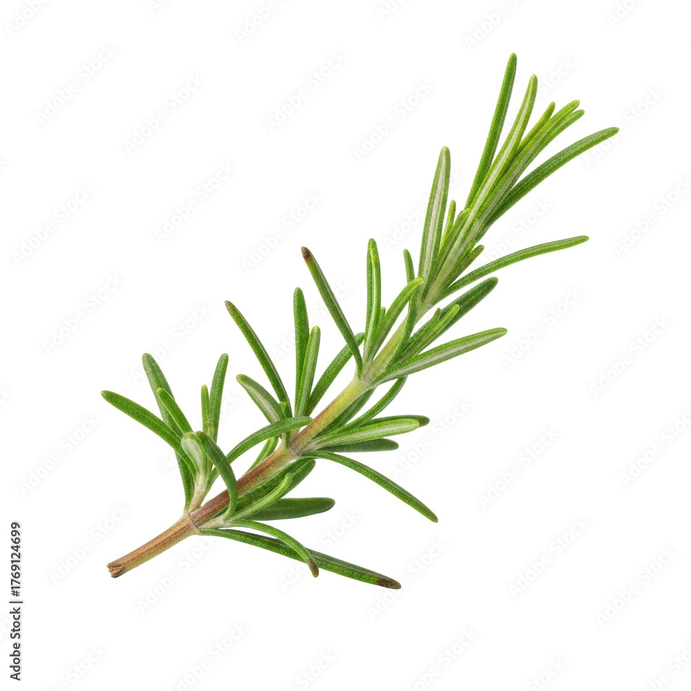 Fototapeta premium Fresh green rosemary sprig, a fragrant herb used in cooking and aromatherapy