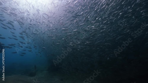 A massive school of sardines glistening under the sunlight, moving together in perfect harmony like waves beneath the ocean surface, cinematic slow motion high resolution