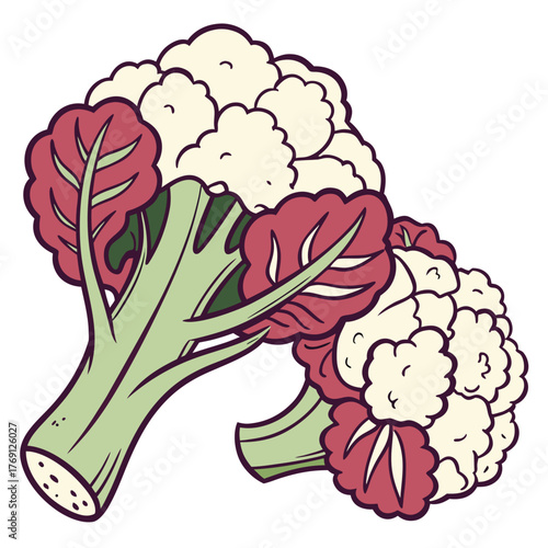 Cauliflower Heads with Red Leaves and Green Stems Vector