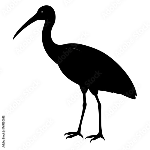 Black silhouette of an ibis bird standing on white background
