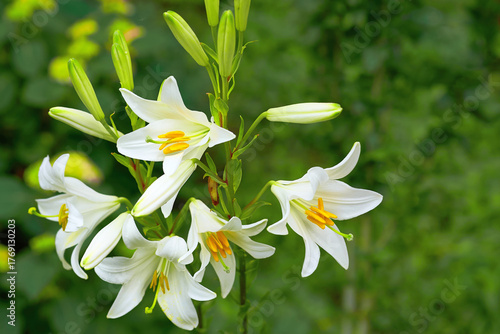 Gardening.White lily pad Lilium candidum in spring summer garden